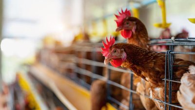 Поголовье птицы в Московской области за 2023 год увеличилось на 5%, до 11 млн голов
