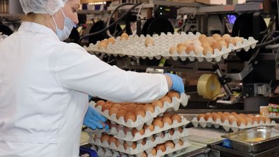 Птицефабрики Новосибирской области за 2022 год нарастили поголовье птицы почти на полмиллиона голов