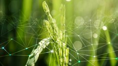 Не менее 80% предприятий АПК к 2030 году должны перейти на российское ПО