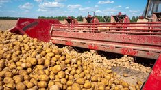На 2,3 тыс. га в Тамбовской области посадили картофель для чипсов и фри