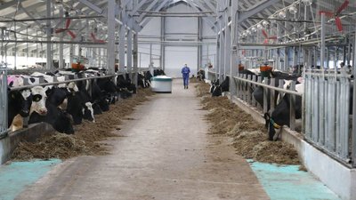 На Вологодчине начнется масштабное освоение заброшенных земель для развития молочного животноводства