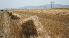 Аграрии Дагестана перевыполнили план по заготовке кормов