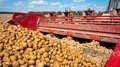 На 2,3 тыс. га в Тамбовской области посадили картофель для чипсов и фри