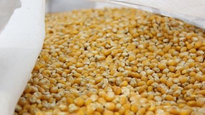 На Ставрополье продолжается сев пропашных культур