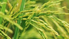 В Краснодарском крае завершается сев риса