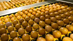 Цены на яйцо куриное в ЛНР останутся низкими