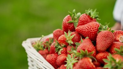Россияне ежегодно недоедают клубнику