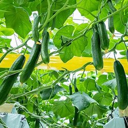 Современные агрохимикаты для некорневых подкормок. Необходимость и методика применения