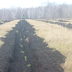 15200 тысяч саженцев сосны для спасения Аслыкуля