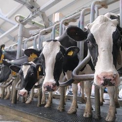 Фермер из Калужской области вошла в пятерку лучших мастеров машинного доения России