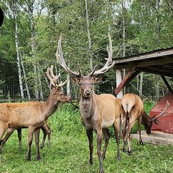 От советского охотохозяйства к агротуризму: секреты Калужского руководителя из первых уст