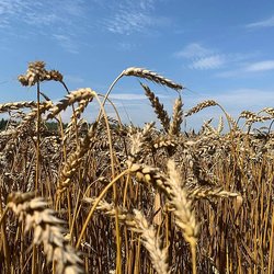 Аграрии Калужской области получили от Россельхозбанка 1,4 млрд рублей