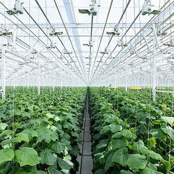 Объем потребления субстратов из каменной ваты в России превысил 4 млрд руб.