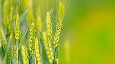 Аграрный банк открыл кредитную линию на 1 млрд рублей ведущему производителю свинины в Башкортостане