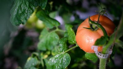 Как вырастить красивые и вкусные плоды томата