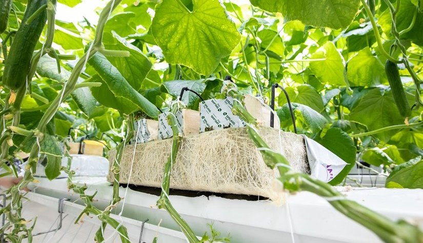 Современные агрохимикаты для некорневых подкормок. Необходимость и методика применения