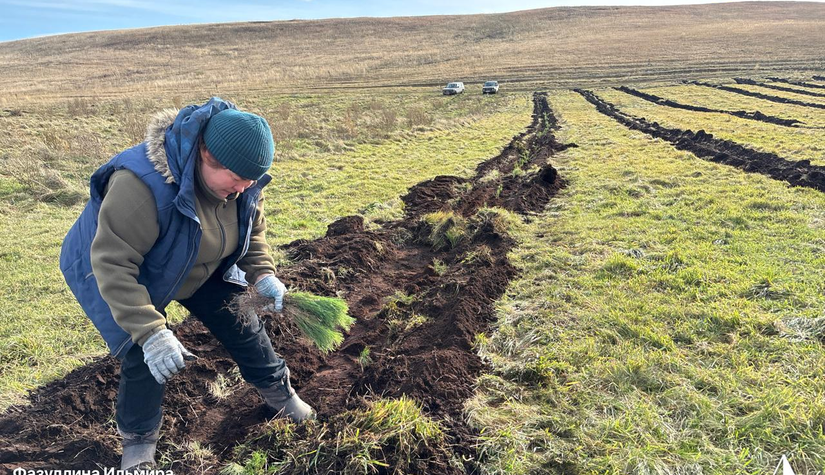 15200 тысяч саженцев сосны для спасения Аслыкуля