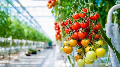 GlobalFreshMarket: драйвером тепличного овощеводства станет ДФО с потенциалом инвестиций в 45 млрд рублей – РСХБ