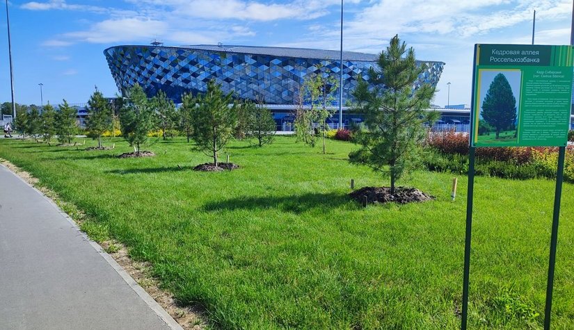 Россельхозбанк подарил Новосибирску новую кедровую аллею