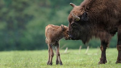 Лояльность к зубрам: баллы «Урожай» - на защиту краснокнижных животных