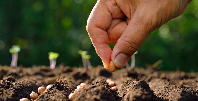 Соя по-сибирски: красноярские аграрии вывели самые северные в мире сорта