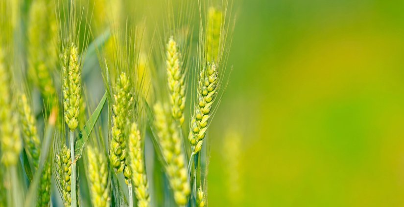 За пять лет производство сельхозпродукции продукции в хозяйствах Новгородской области выросло на 25%