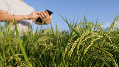 Костромских молодых ученых приглашают принять участие в конкурсе агротехнологий