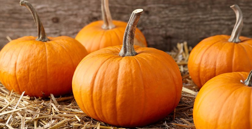 Осень в Красноярском крае: блюда из тыквы идут в народ