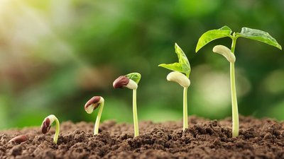 РСХБ и RUSEED запустили серию мероприятий AgroCodeGenetics 2024 для отбора проектов в агробиотехнологиях