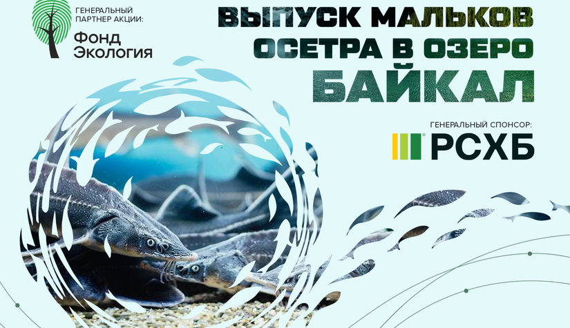 Фонд «Экология» РСХБ выпустил свыше 68 тысяч мальков краснокнижного осетра в озеро Байкал