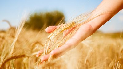 Почти пол-Москвы: Россельхозбанк откроет для фермерской продукции доступ к своей 7-миллионной клиентской аудитории