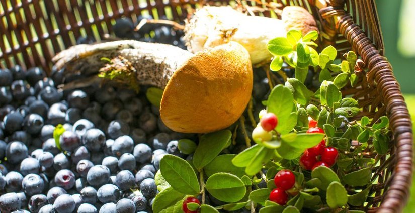 ВЭФ: Потенциал рынка дикоросов в ДФО может достигать 3 млн тонн в год – Россельхозбанк