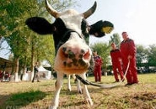 Выставка племенных животных и птицы пройдет в Ставропольском крае