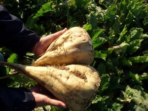 Гибриды семян сахарной свёклы Lion Seeds ШАННОН, ХАМБЕР, ПОРТЛАНД, МУРРЕЙ, ГРАНАТЕ