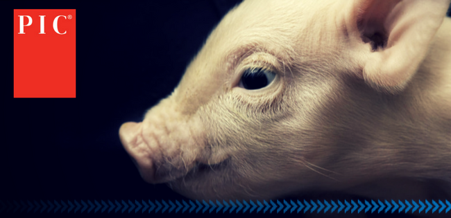 Лидер мирового свиноводства на выставке «MVC: Зерно-Комбикорма-Ветеринария-2020»