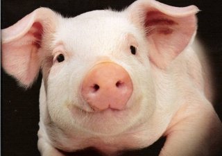 Правительство Курской области выплатит компенсации за домашних свиней, убитых в очагах АЧС