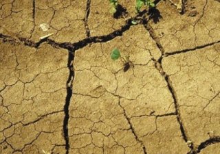 Засушливая погода уничтожила кормовые запасы под Костромой