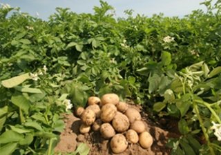 Астраханские аграрии начали убирать ранний картофель