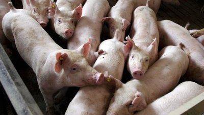Превентивные меры и полная биоасекурация не смогли остановить АЧС в крупном хозяйстве в Польше