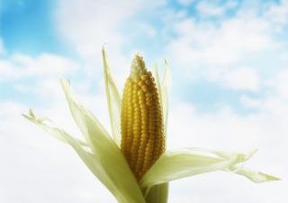 Южная Корея увеличила закупку украинской кукурузы
