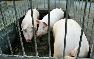 АЧС в Польше: ликвидация свиней и запрет заниматься свиноводством