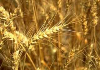 Николай Федоров о развитии аграрного сектора Курганской области