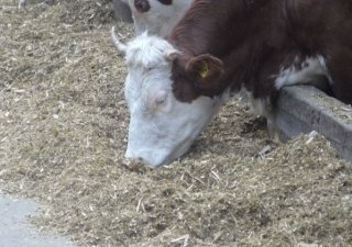За счет субсидий АПК Хабаровского края получил корма на зиму