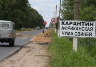 В кольце свинной чумы