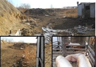 Граждане обратились – Россельхознадзор среагировал