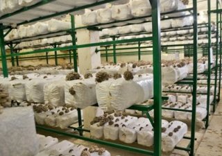 В Калужской области запущен в работу новый грибоводческий комплекс