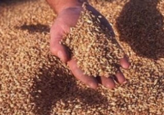 Египтяне недовольны российской пшеницей