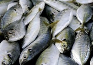 Пензенская область на втором месте среди ПФО по производству товарной рыбы