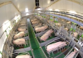 «Ромкор» строит гигантский свинокомплекс