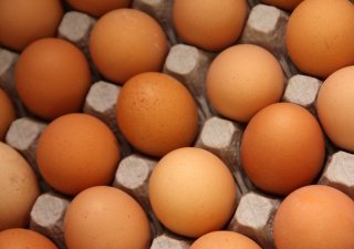 На "Уфимской птицефабрике" открылось 8 корпусов по выращиванию инкубационного яйца